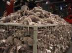 Stuffed Rats.jpg