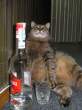 Drinker.jpg