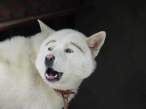 wolf.jpg