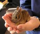 Tiny winy.jpg