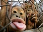 Lick.jpg