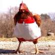 hot latex chicken.jpg