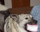 552-big-teeth.jpg