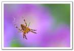 Spider.jpg