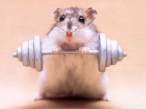 Pumping Hamster.jpg