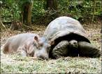 hippo_turtle_03.jpg
