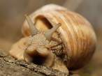 snail.jpg