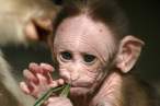 Monkey.jpg