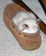 Shoe Cat.jpg