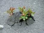 Nature fights.jpg