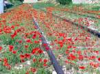 Red field.jpg