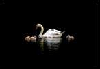 Swan.jpg