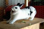 Fat wabbit.jpg