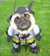 batmandog.jpg