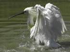 Walk on the water.jpg