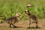 Ducks.jpg