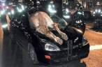 car_crash_animal.jpg