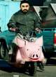 Pig ride.jpg
