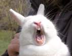 Bunny.jpg
