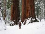 Big trees.jpg