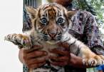 Tiger.jpg
