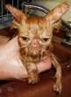 Wet pussy.jpg