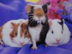 Three friends.jpg