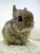 Baby wabbit.jpg