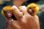 Baby monkeys.jpg