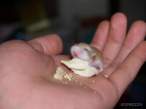 animal_babies15.jpg