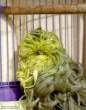bird_with_hair_lotion2.jpg