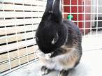 Wabbit.jpg