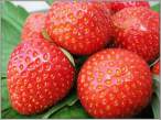 Strawberry.jpg