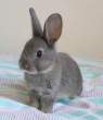 Wabbit.jpg