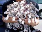 Kitties.jpg