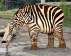 Zebrafant.jpg