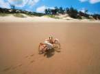 Crab.jpg