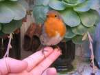 Birdie.jpg