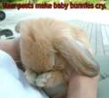 Your posts make bunnies cry.jpg