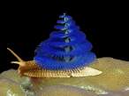 Snail.jpg