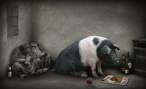 Play pig.jpg