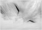 Zzzz.jpg