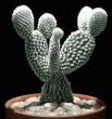 Cactus Art.jpg