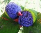 Parrot.jpg