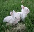 Wabbits.jpg