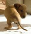 Puppy.jpg