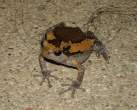 Frog from thailand.jpg