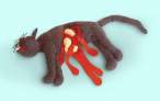 crazy-cat.jpg