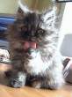 Cat.jpg