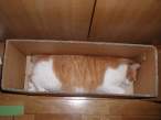 Boxed.jpg
